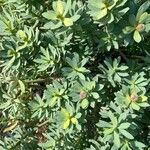 Euphorbia balsamifera Leht