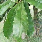 Macadamia integrifolia Φύλλο