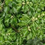 Hedera colchicaFeuille