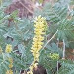 Prosopis farcta Λουλούδι