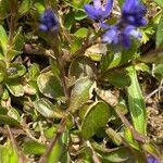 Polygala amara Leht