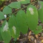 Robinia pseudoacacia Φύλλο