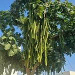 Cassia fistula Fruit