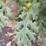 Senecio viscosus पत्ता