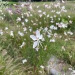 Oenothera gauraFlors