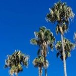 Washingtonia filifera Habit