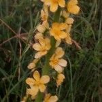 Agrimonia eupatoria Flower