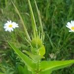 Dipsacus laciniatus Çiçek