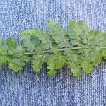 Asplenium foreziense Fuelha