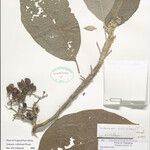 Solanum schliebenii Other