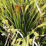 Carex morrowii Lorea