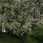 Pyrus communis Хабит