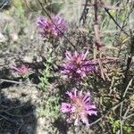 Thymus longiflorus Flower