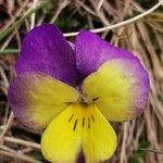 Viola calcarata Žiedas
