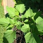 Physalis pubescens Blatt