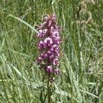 Pedicularis groenlandica Συνήθη χαρακτηριστικά