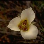 Calochortus bruneaunis Fiore