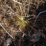 Carex hystericina Habitus