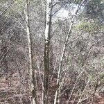Quercus fusiformis Plante entière