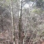 Quercus fusiformis Hábito