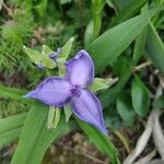 Tradescantia × andersoniana Flower