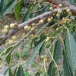 Ficus cordata Flor