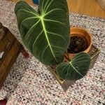 Philodendron melanochrysumBlad