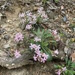 Silene caroliniana Flower