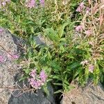 Epilobium angustifoliumপাতা