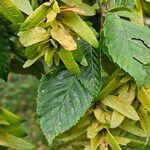 Carpinus orientalis Blad