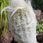 Espostoa lanata ഇല