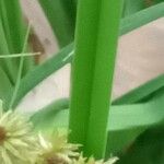 Cyperus ligularis 叶