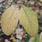 Lonicera maackii Feuille