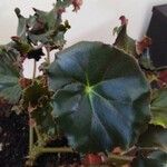 Begonia hydrocotylifolia Ліст