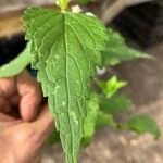 Lamium albumFeuille