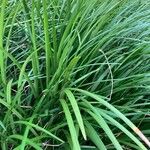Liriope spicata Leaf