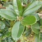 Sideroxylon borbonicum Yaprak