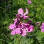 Lunaria annuaFlors