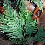 Selaginella velutina