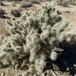 Cylindropuntia echinocarpa ᱥᱟᱠᱟᱢ