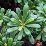 Limonium cosyrense Feuille