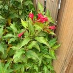 Weigela floridaFuelha