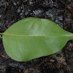 Erythrophleum ivorense Leaf