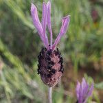 Lavandula pedunculata Blüte