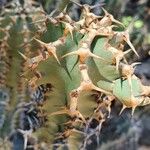 Euphorbia graciliramea Levél