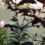 Pseuderanthemum carruthersii 葉