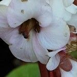 Bergenia ciliata 花