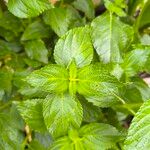 Lantana viburnoides Blad