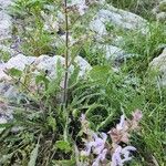 Salvia palaestina Habit