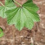 Malva pusilla Leaf